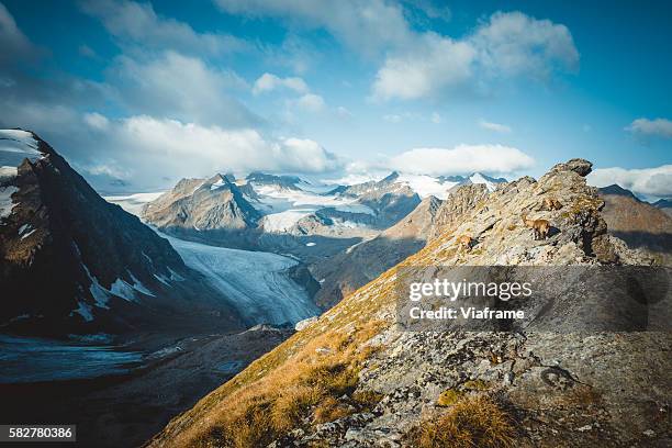 e5-serie steinböcke - alpine ibex stock-fotos und bilder