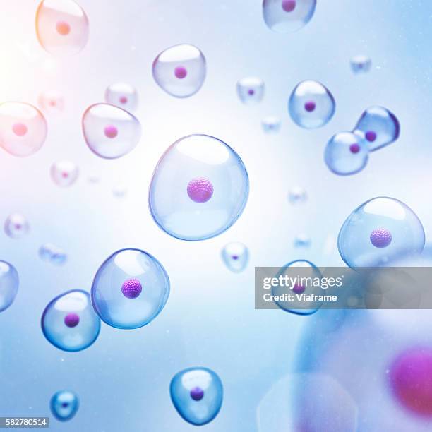 cells with magenta colored core - biologie stockfoto's en -beelden