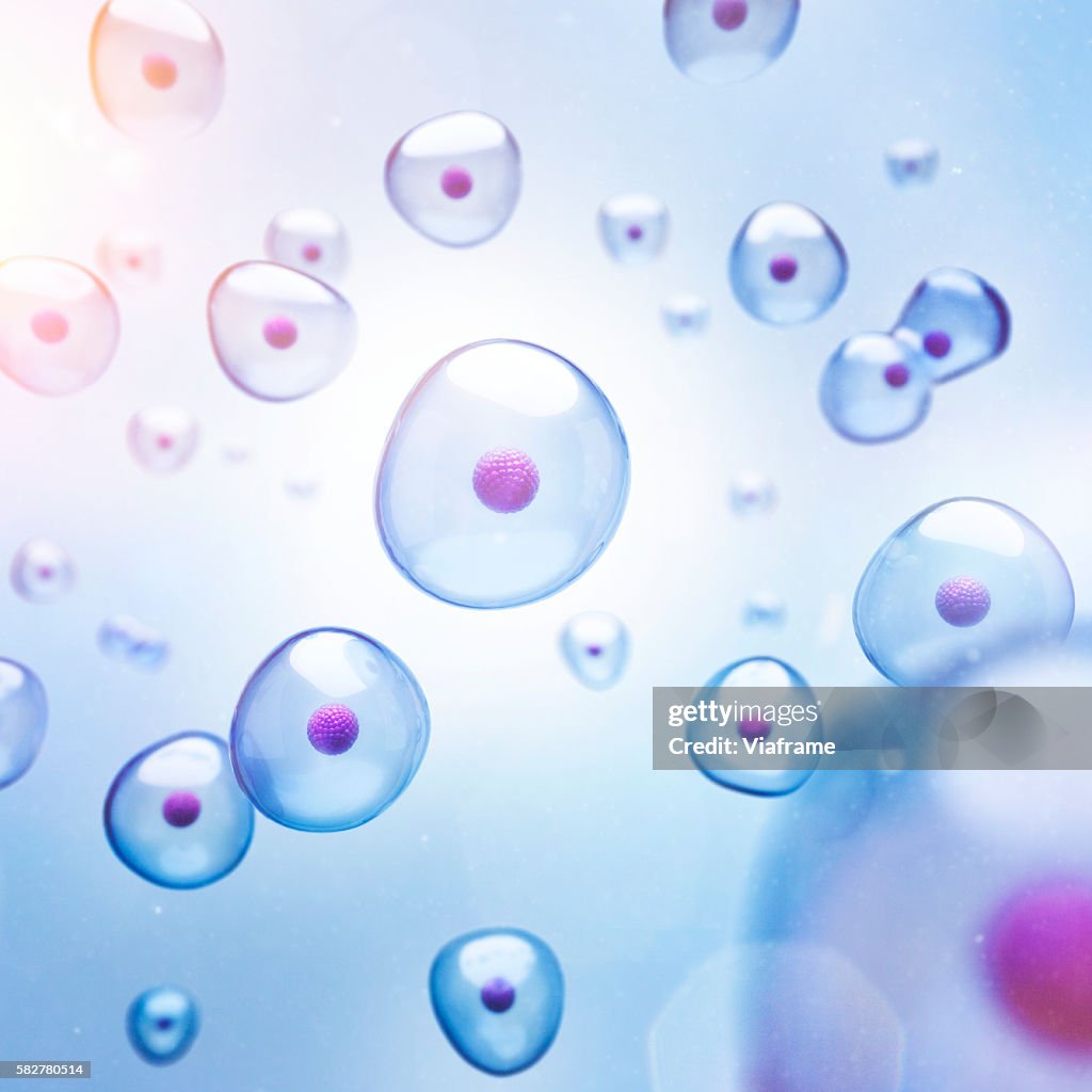 Cells with magenta colored core