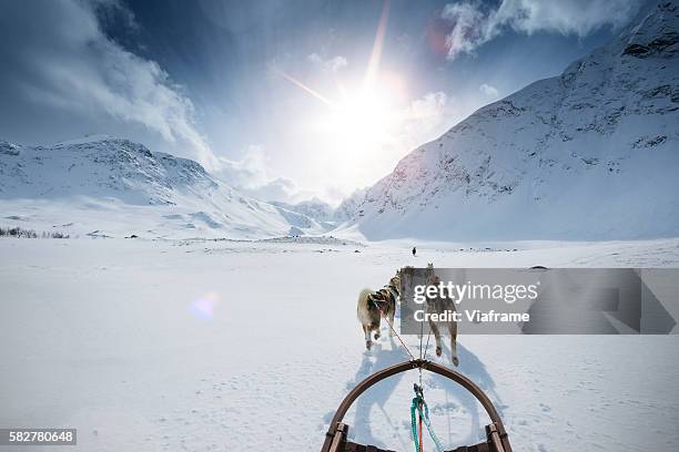 dog sledding - trenó puxado por cães imagens e fotografias de stock