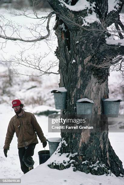 sugaring a maple tree, vermont - maple sugaring stock-fotos und bilder