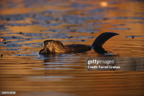 beaver swimming - kanadischer biber stock-fotos und bilder