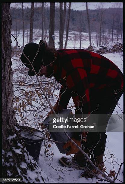 man pouring sap from maple tree - farrell grehan stock pictures, royalty-free photos & images