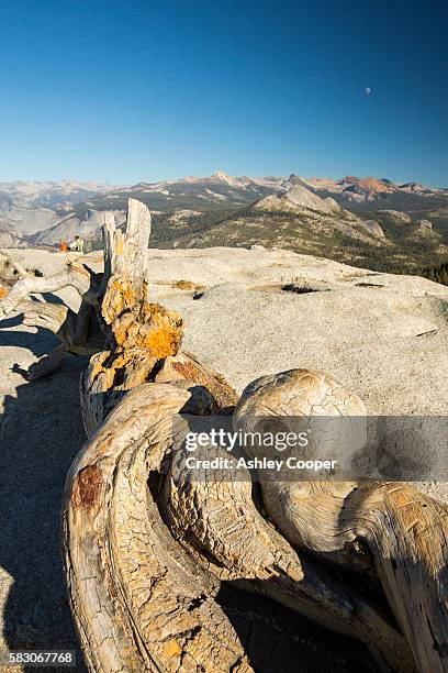 Sentinel Dome Tree 199 Sentinel Dome Yosemite Stock Photos, High-Res Pictures, and Images ...