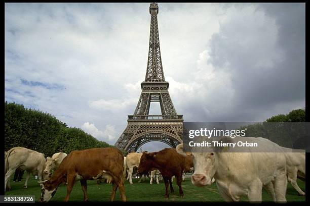 CATTLE FARMERS ENTER PARIS
