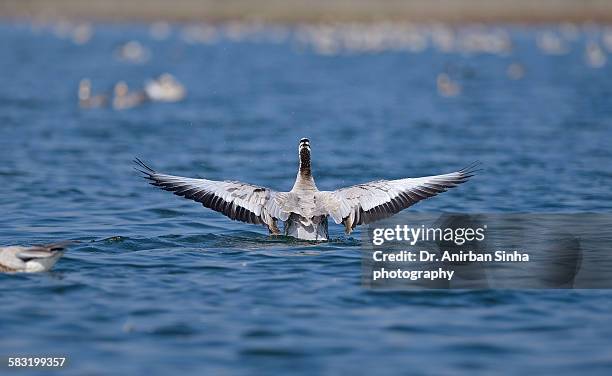bar-headed goose - anser indicus stock pictures, royalty-free photos & images