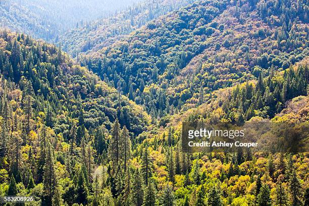 fall colours near springville, tule river, california, usa. - springville california stock pictures, royalty-free photos & images