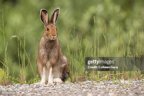 snowshoe hare sitting roadside in kananaskis country, alberta, canada - hare foto e immagini stock