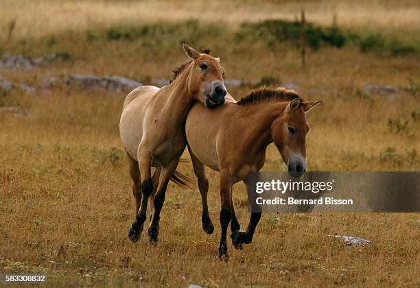 PRZEWALSKI HORSE REINTRODUCED TO THE WILD