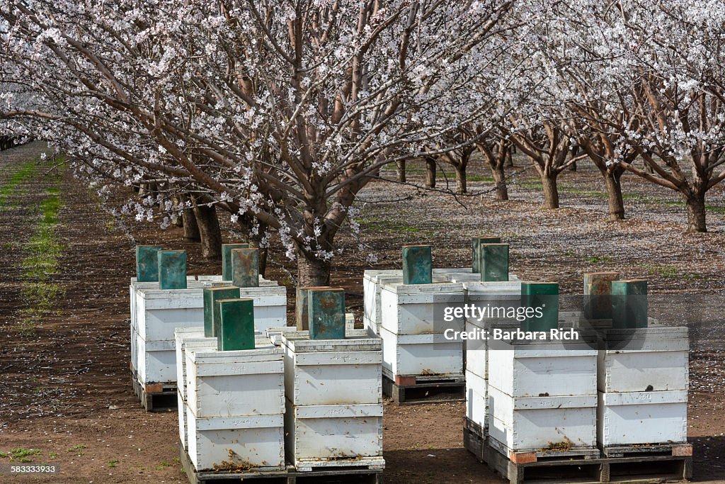 Beehives in front of blooming almond orchard