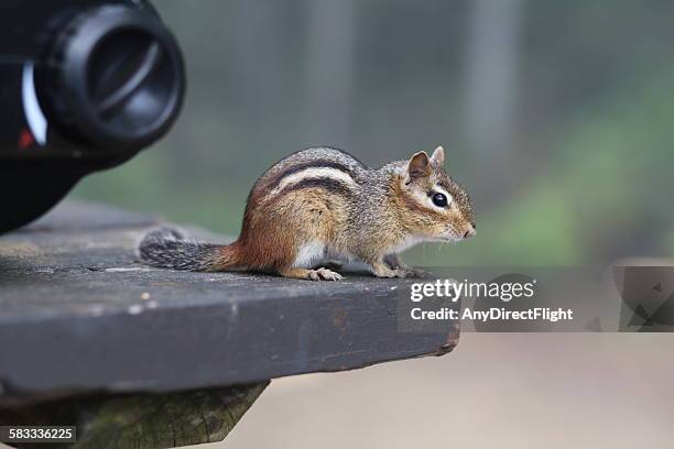 summer camping - parry sound stock pictures, royalty-free photos & images