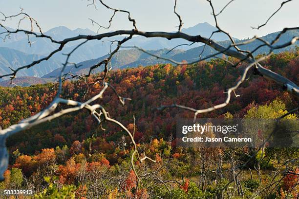 107 Foreshadow Stock Photos, High-Res Pictures, and Images - Getty Images