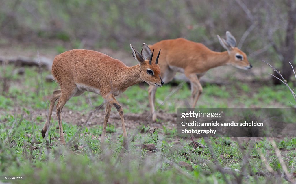 Steenbok