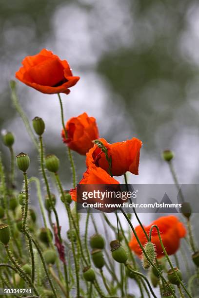 group of poppies - bloem plant stock pictures, royalty-free photos & images