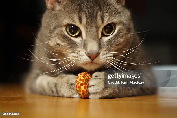 tabby cat won't let go of her toy - cat toy stock pictures, royalty-free photos & images