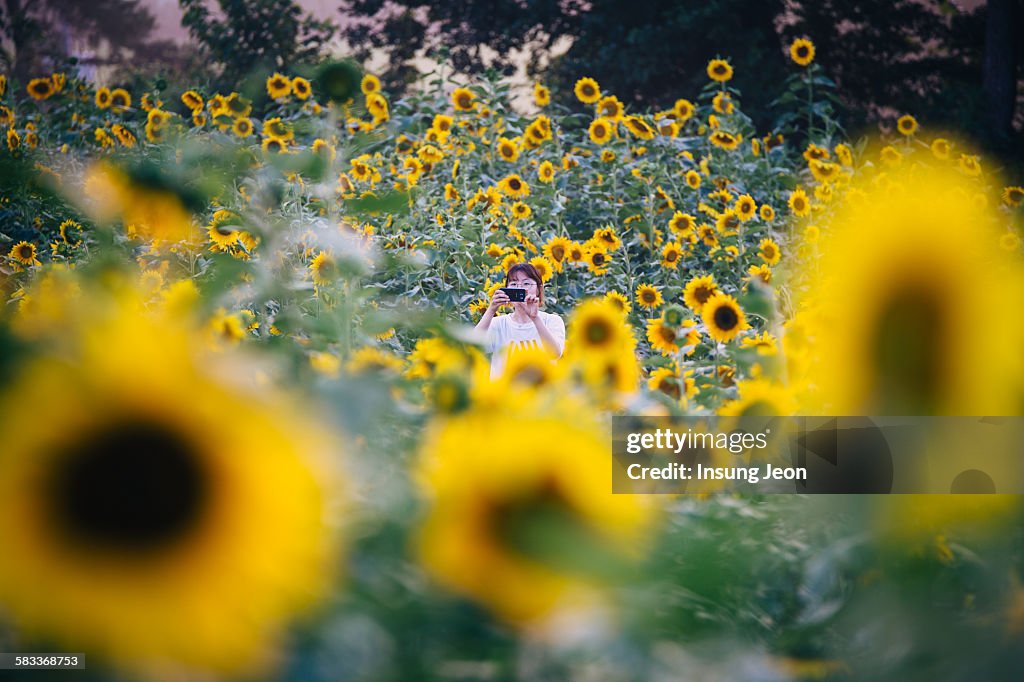 Woman capturing the sunflower with smartphone