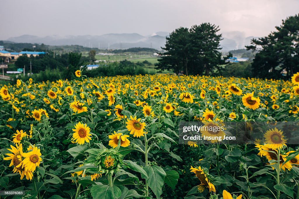 Haman sunflower field