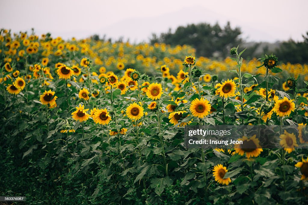 Haman sunflower field