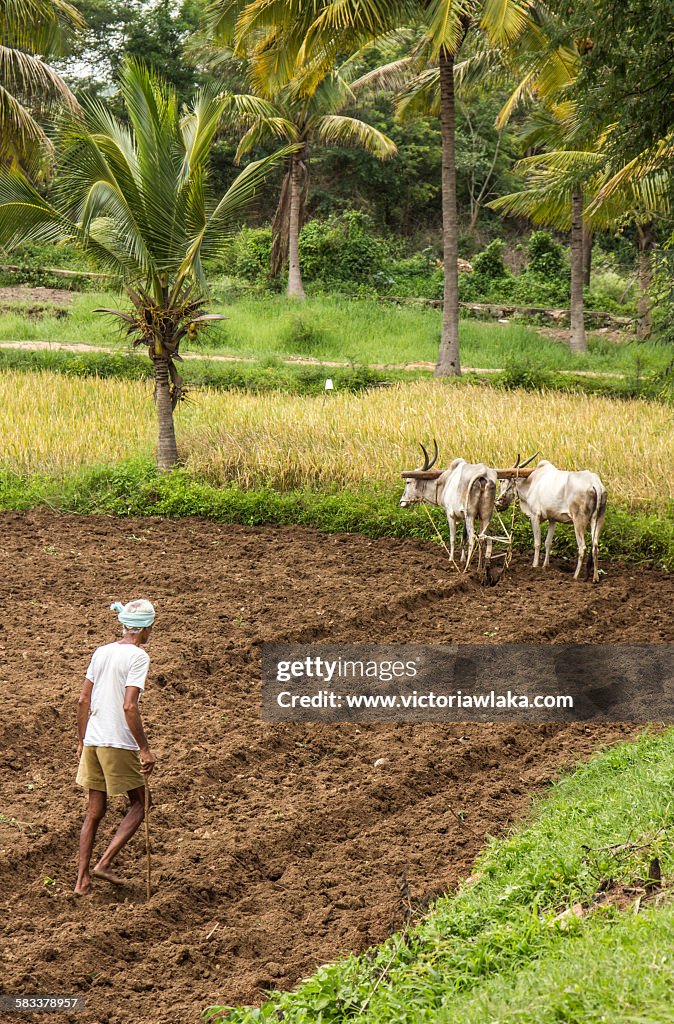 Farmer with oxplough near Channapatna, Karnataka
