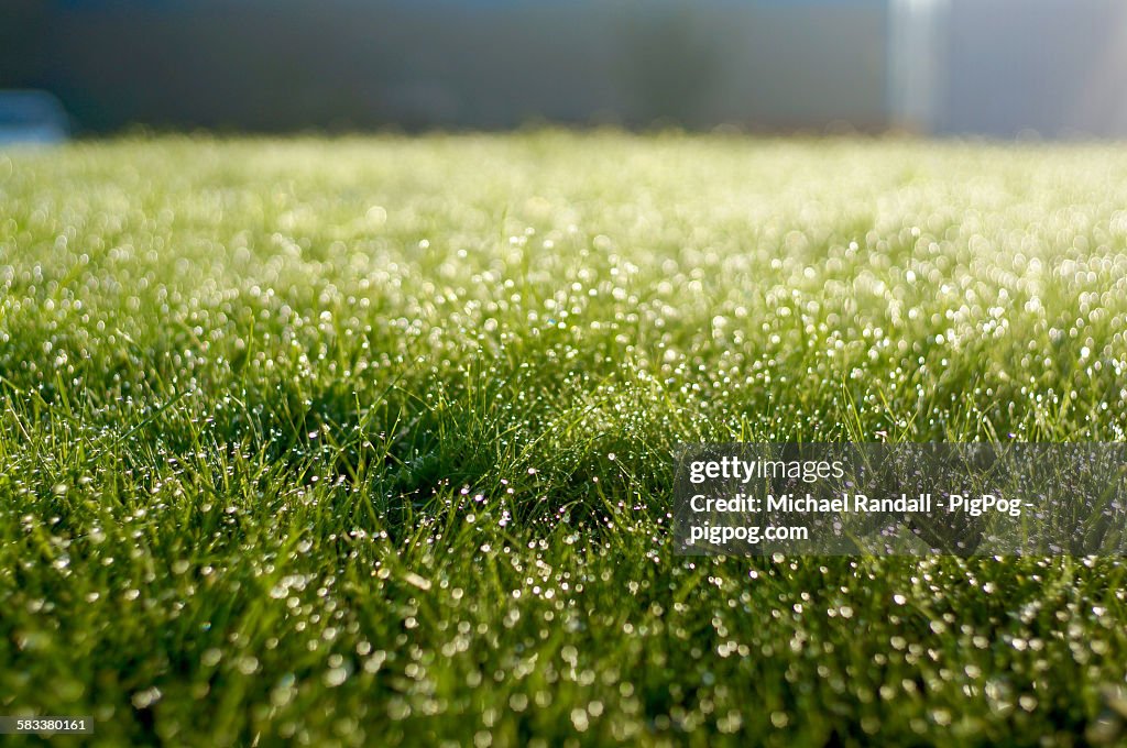 Early morning dew on grass