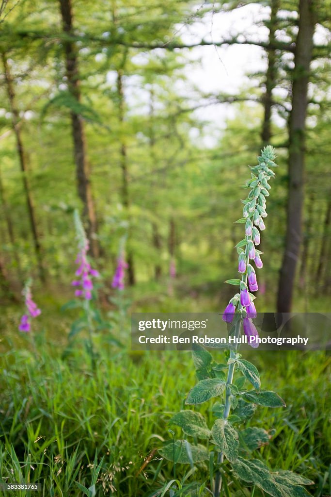 Woodland foxgloves wildflowers, near Sheffield, UK