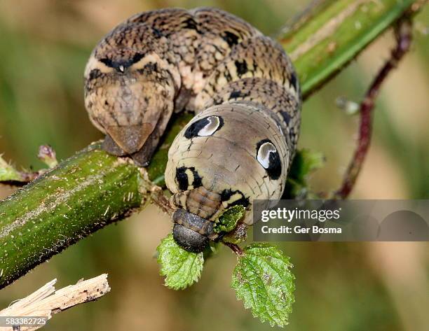 elephant hawk moth caterpillar - hawk moth caterpillars stock pictures, royalty-free photos & images