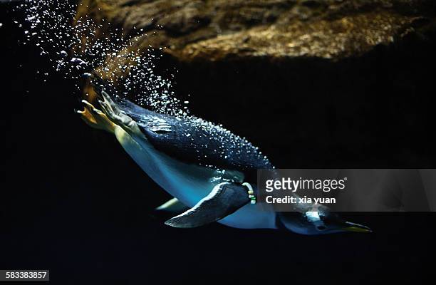penguin jumping into the water - japan penguin stock-fotos und bilder