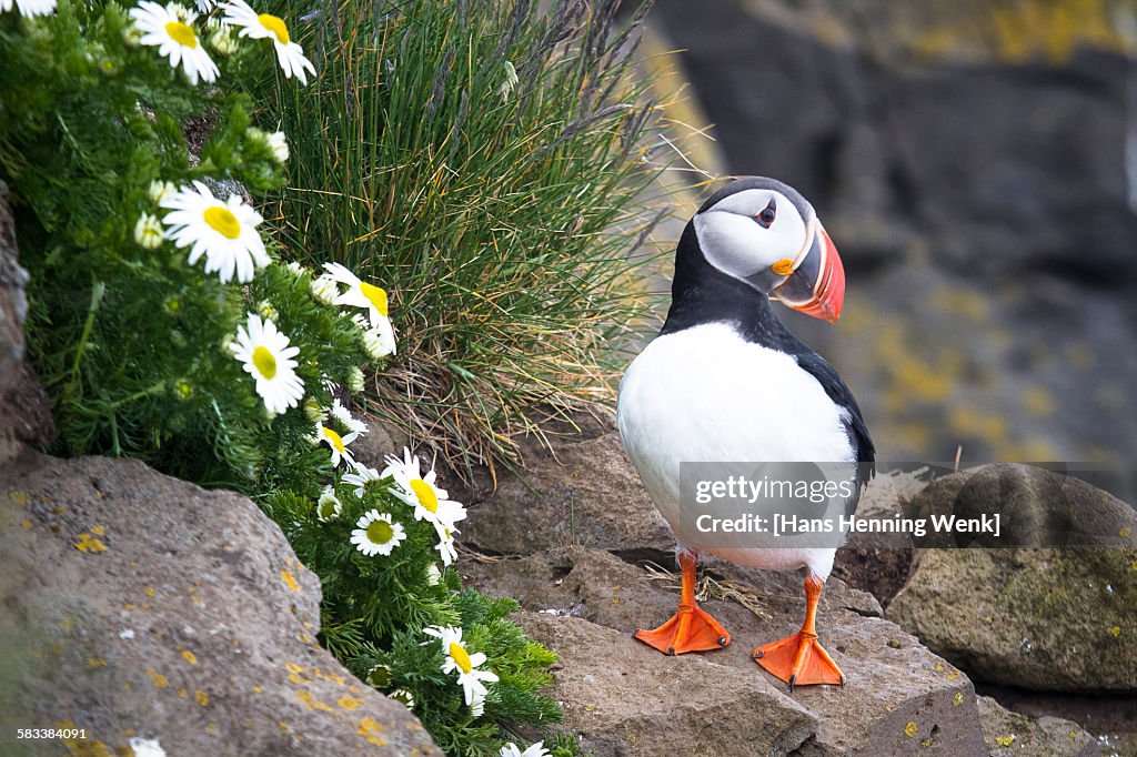 Puffin on rock with flowers