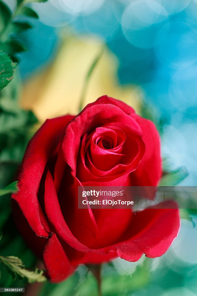 Close-up of a rose flower