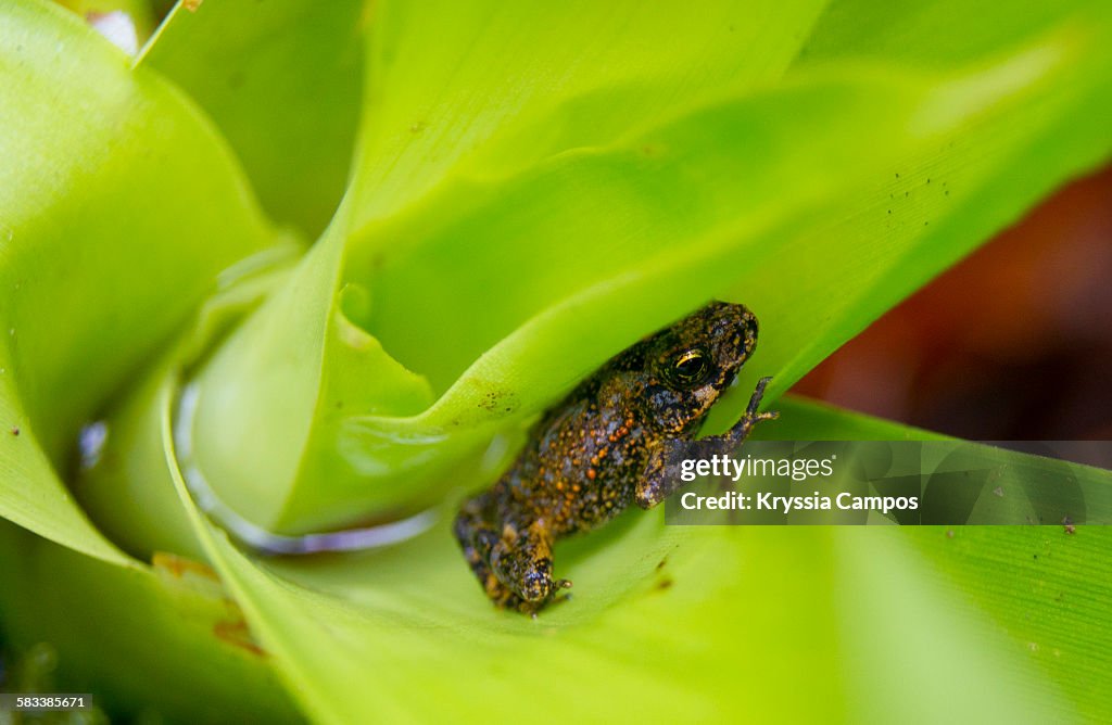 Little frog in Costa Rican rainforest