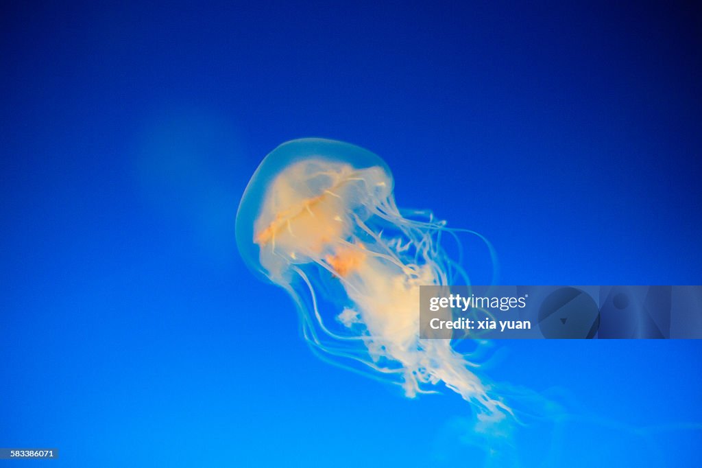 Jellyfish swimming in sea