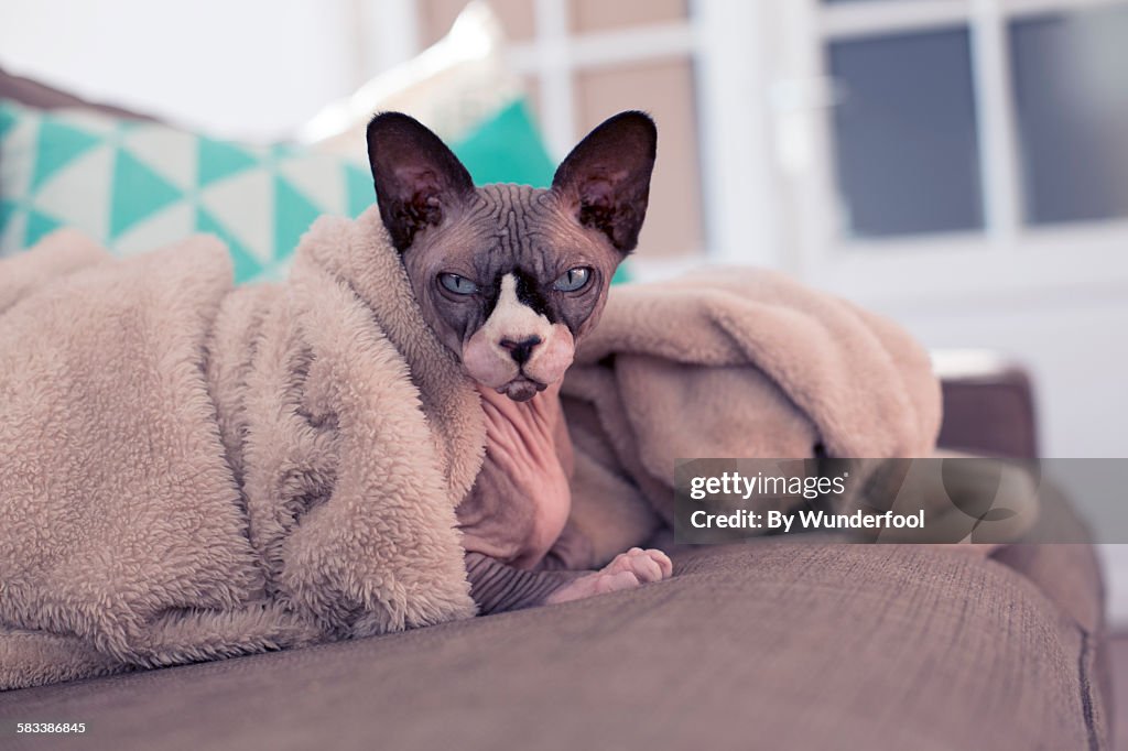 Sphynxcat under a blanket looking lazy in camera