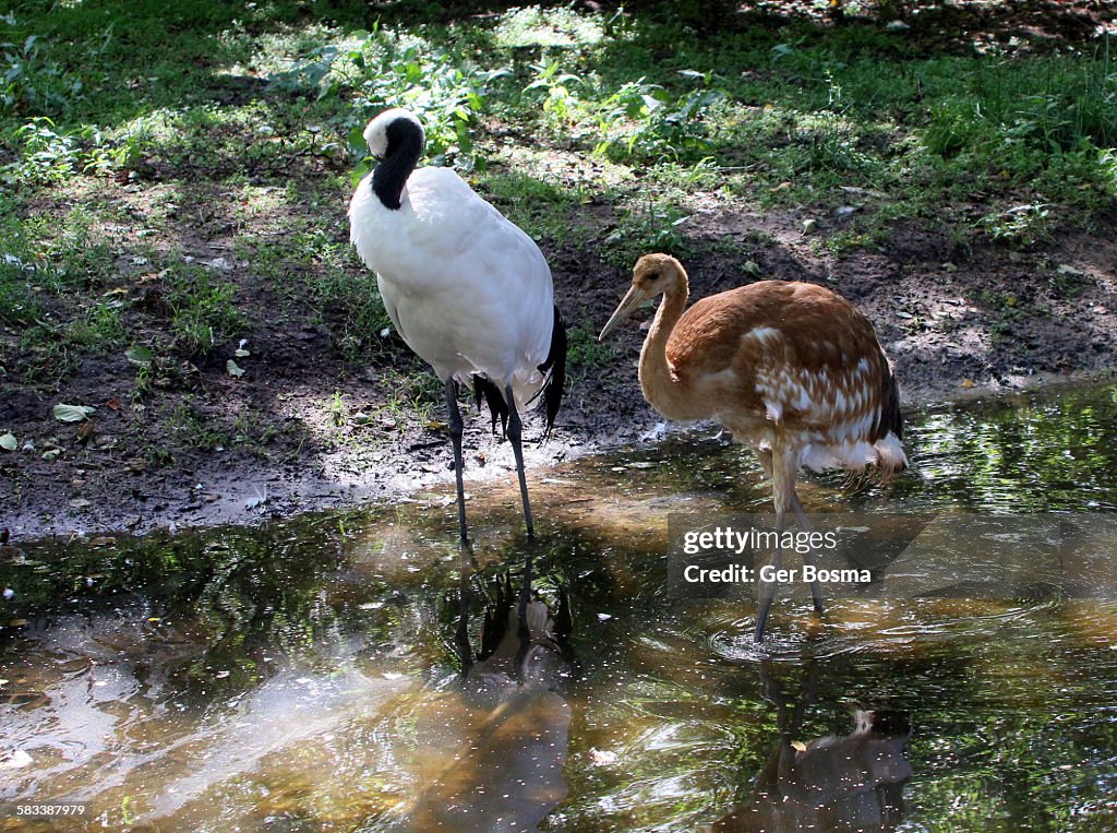 Japanese red crowned cranes