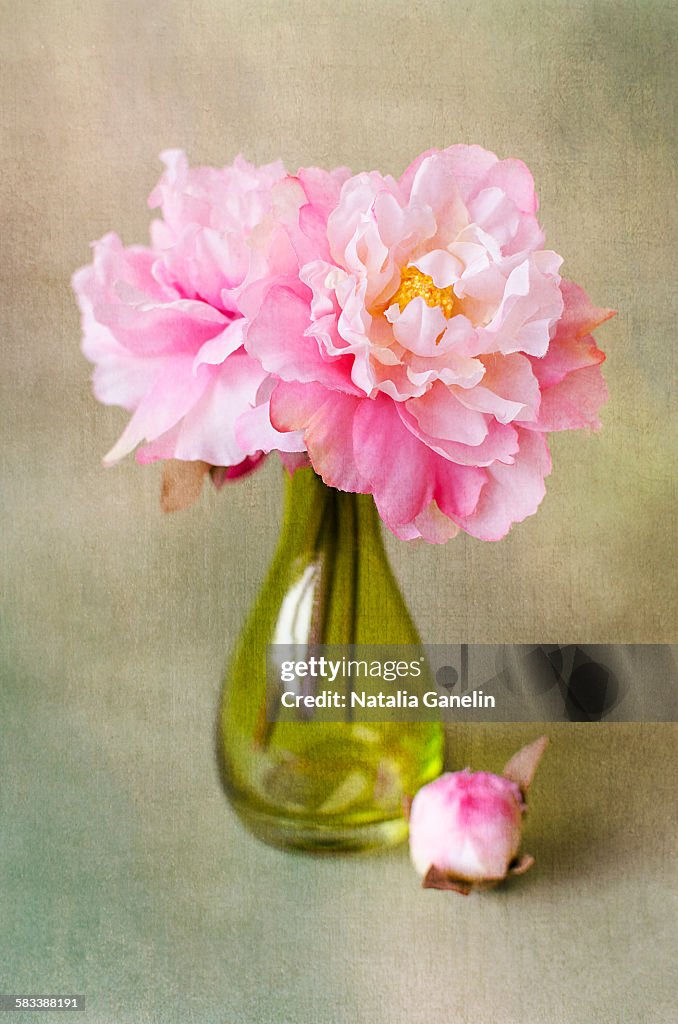 Still life with peonies