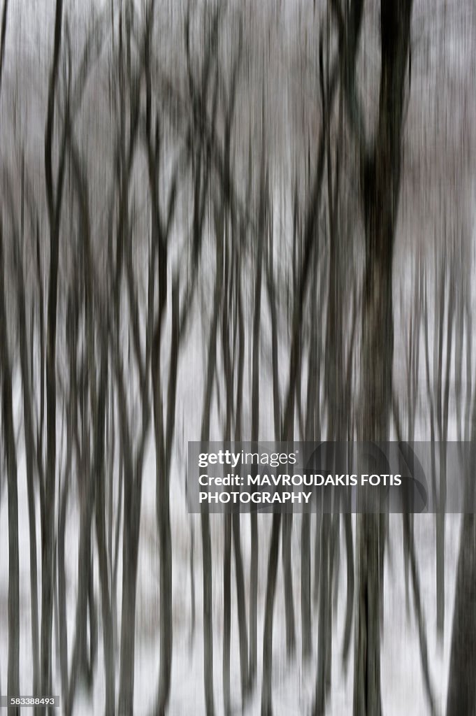 Blurred tree forest