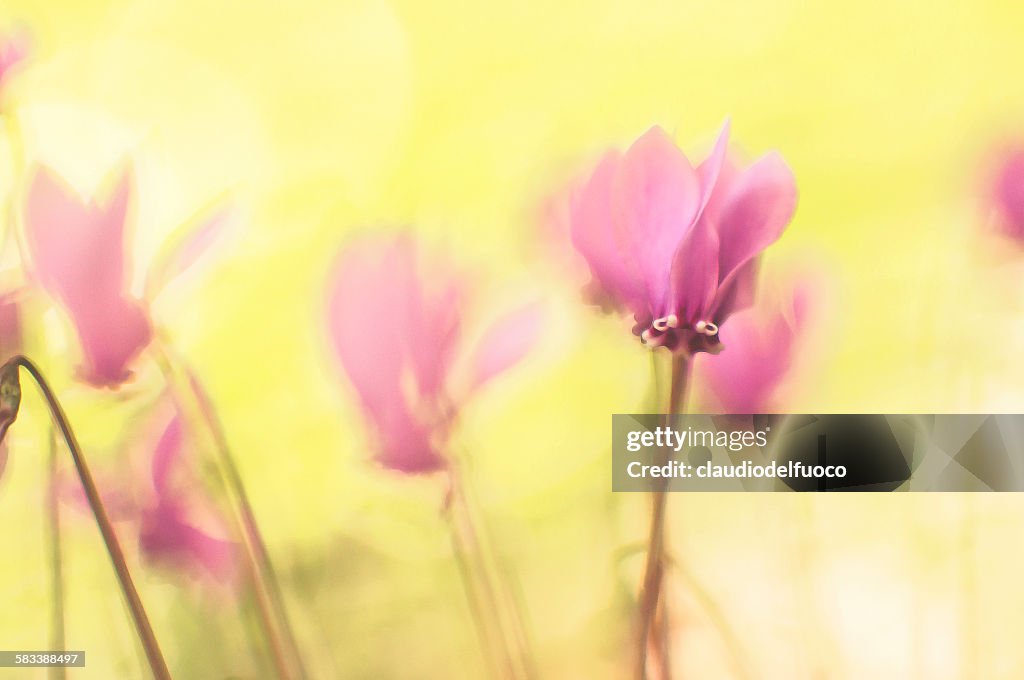 Cyclamens on the forest's ground