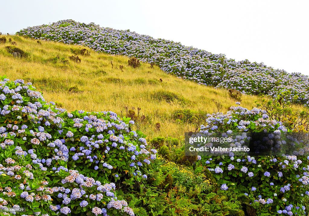 Faial island, Azores