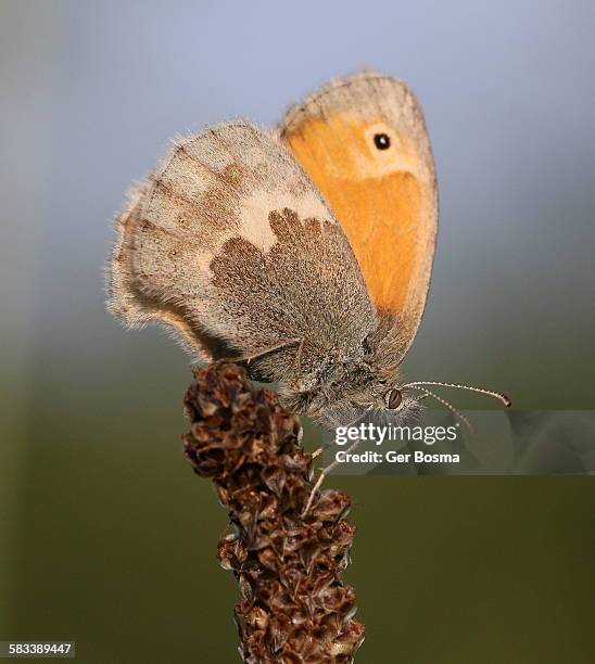 small heath butterfly - ventrale kant stockfoto's en -beelden