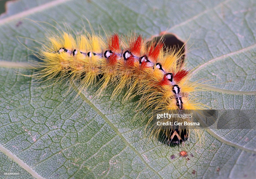 Furry sycamore caterpillar