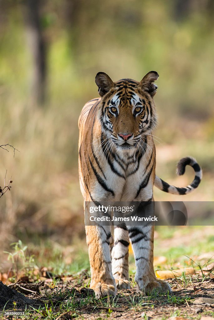 Bengal tigress portrait