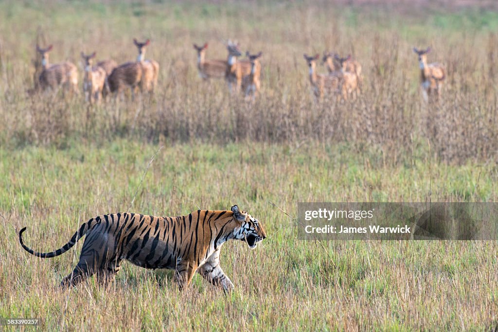 Bengal tigress being watched by chital