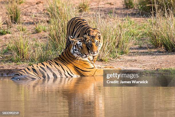 bengal tiger mother with cub at edge of pool - tiger cub stock-fotos und bilder