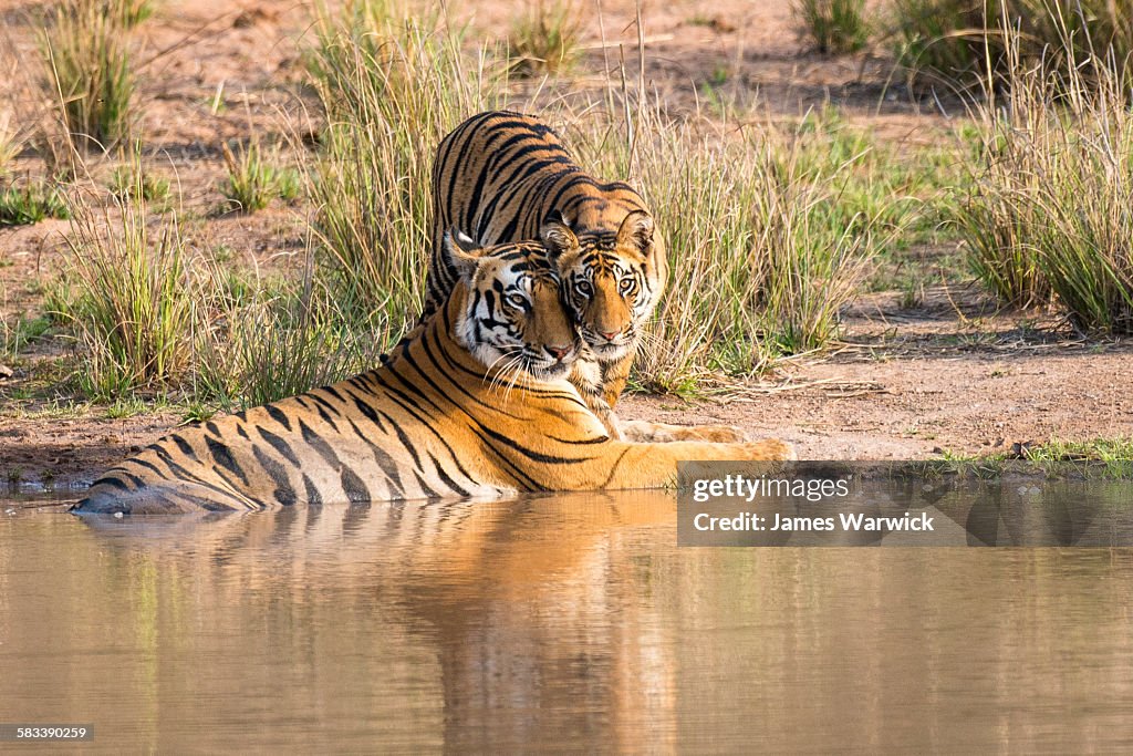Bengal tiger mother with cub at edge of pool
