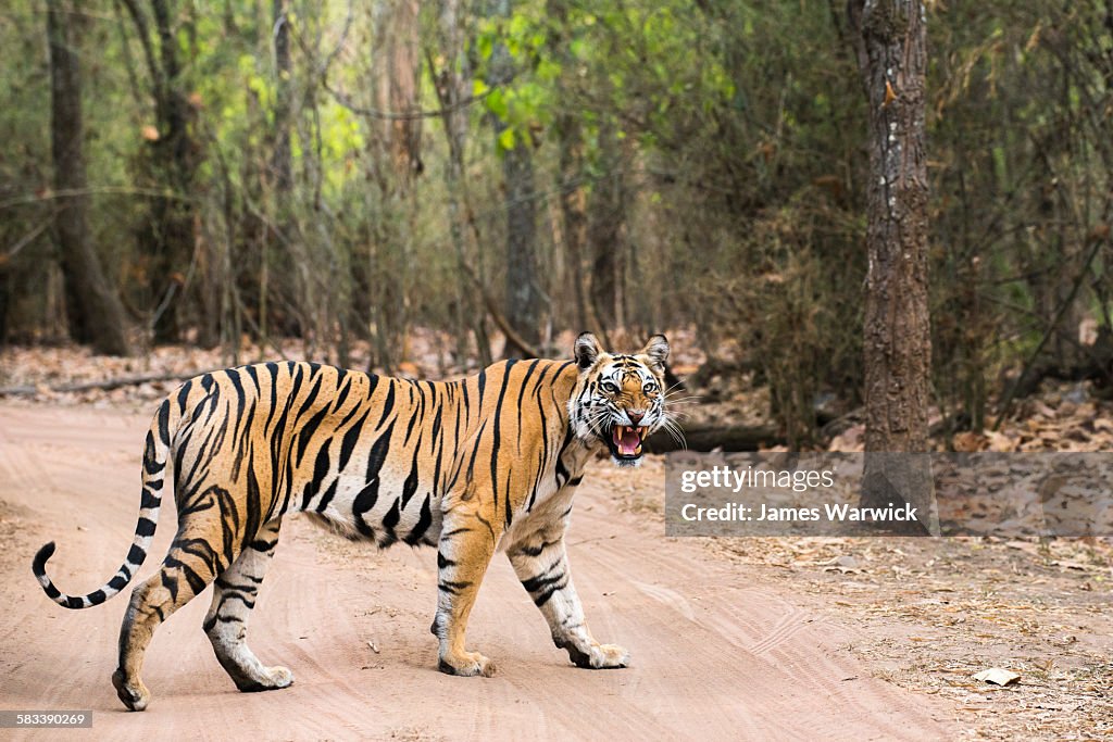 Bengal tigress crossing track in sal forest