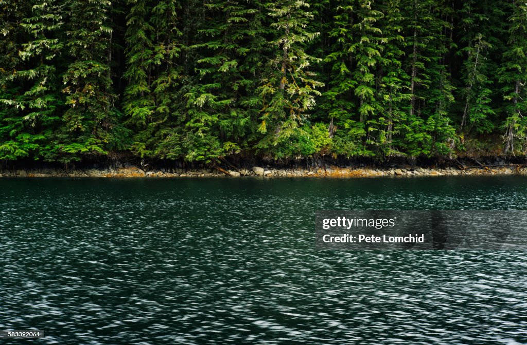 Pine tree reflect to ocean