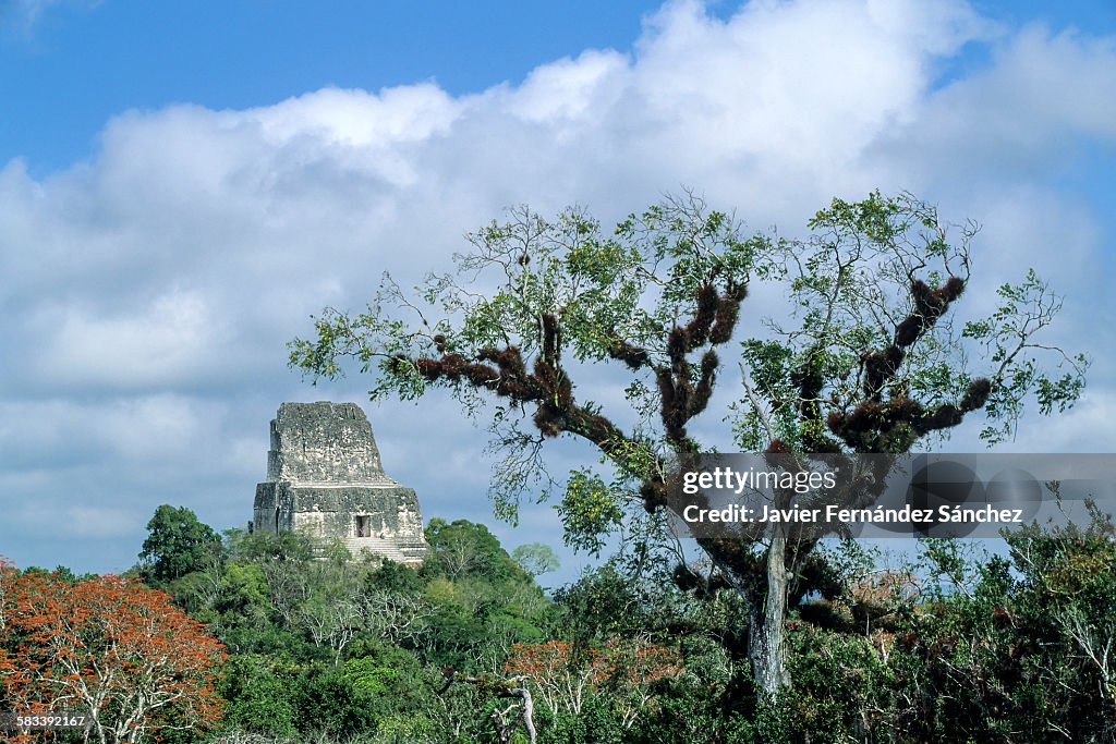 Tikal. The rainforest surrounding the temple IV