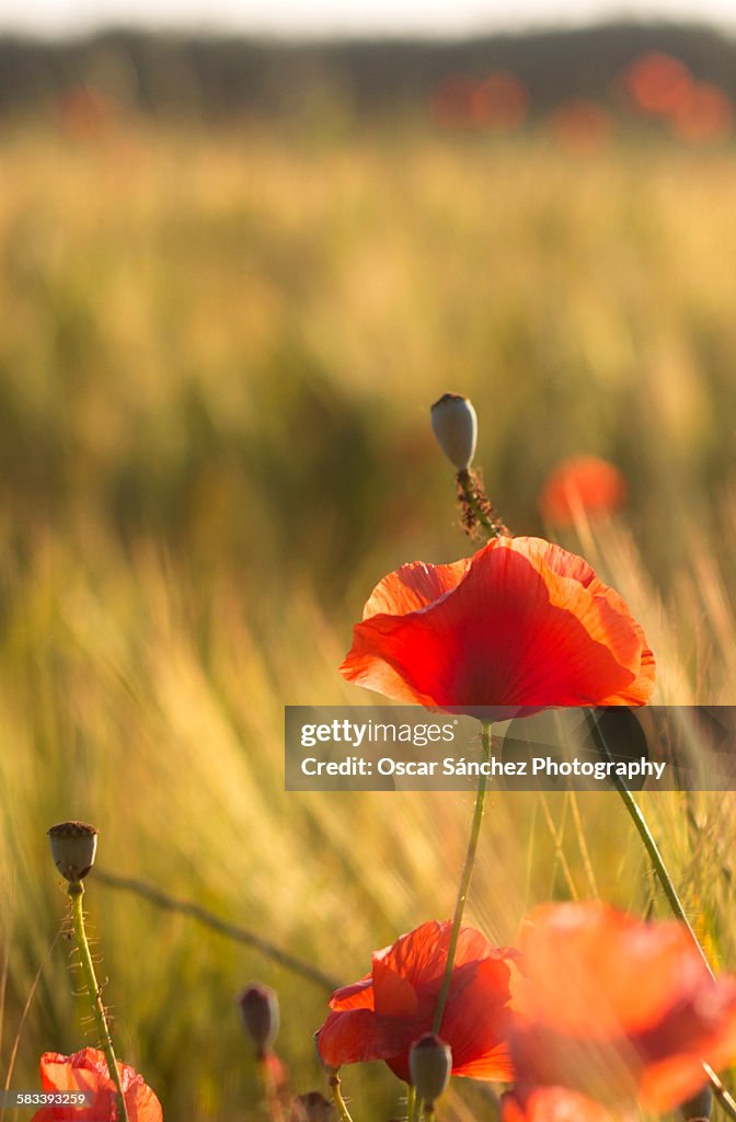 Red flower