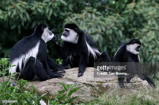 black and white colobus family - emmen netherlands stock pictures, royalty-free photos & images