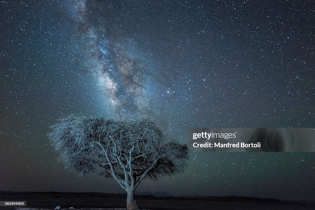 Acacia tree and Milky Way at night in the desert