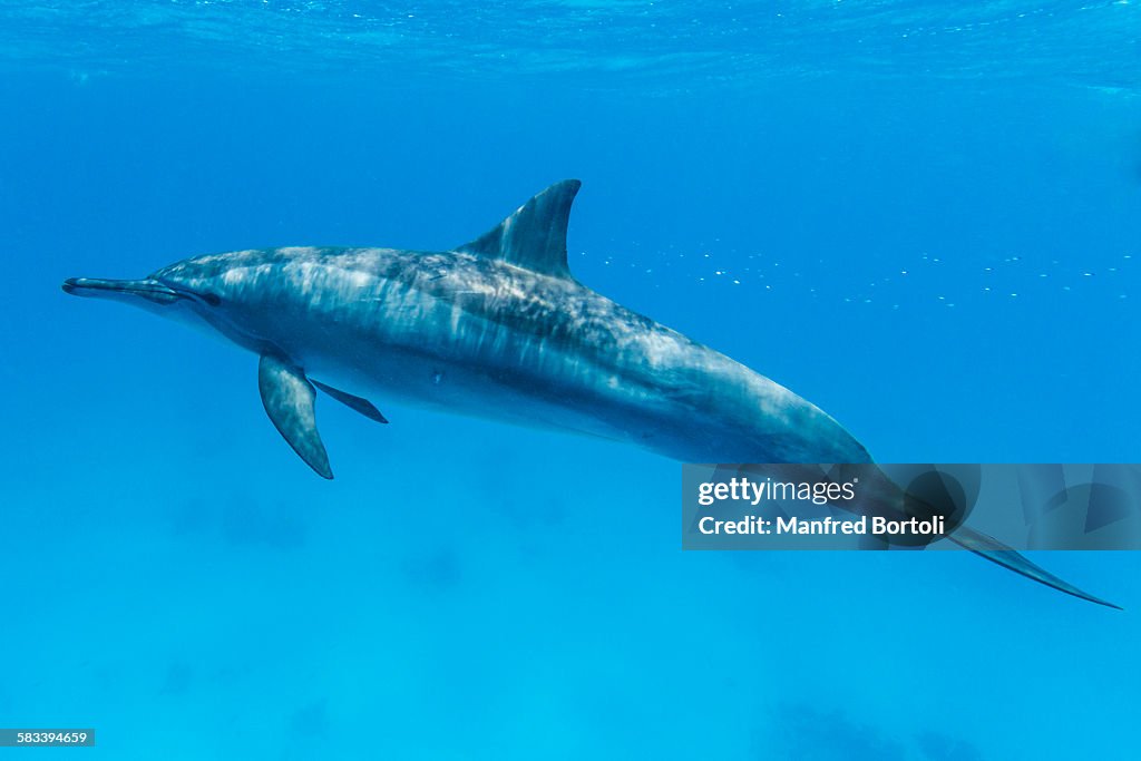 Bottlenose dolphin swimming close to the surface